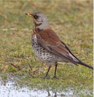 Kramsvogel (Vogelenzang). Foto van Angel In T Veld.